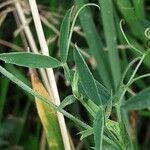 Lathyrus pratensis Leaf