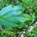 Hibiscus boryanus Blad