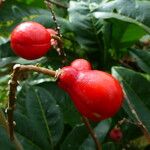 Paullinia elegans Fruit