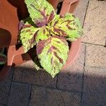Plectranthus scutellarioides Yaprak