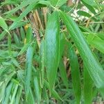 Phyllostachys sulphurea Folha