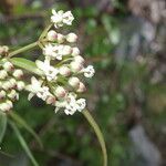 Asclepias woodsoniana Fleur