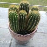 Echinopsis huascha Hoja