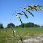 Bromus racemosus Flower