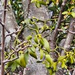 Viscum album Écorce