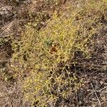 Echinophora tenuifolia Kwiat