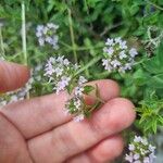 Thymus pulegioides Blodyn