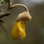 Sophora denudata Цвят