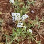 Heliotropium longiflorum फूल