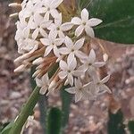 Acokanthera oppositifolia Fleur