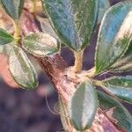 Cotoneaster microphyllus Levél