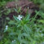 Epilobium roseum Leaf