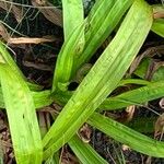 Carex plantaginea Leaf