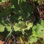 Verbascum undulatum Leaf