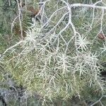 Juniperus oxycedrus Folio