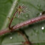 Acalypha costaricensis Cortiza