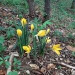 Sternbergia luteaFlower