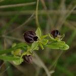 Ophrys exaltata Autre