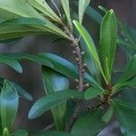 Myrsine asymmetrica Συνήθη χαρακτηριστικά