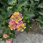 Lantana camaraFlors