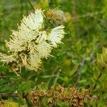 Melaleuca squarrosa Flower
