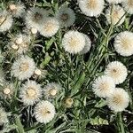 Erigeron bonariensis Vrucht