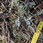 Astragalus incanus Foglia