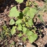 Xanthium strumariumLeaf