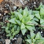 Haworthia turgida Leaf