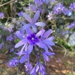 Petrea volubilisBlüte