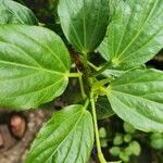 Hibiscus boryanus Blad