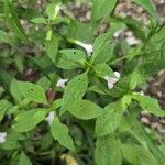 Mimulus alatus Blatt