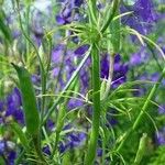 Delphinium consolida Leaf