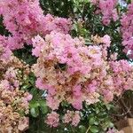 Lagerstroemia speciosaപുഷ്പം