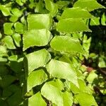 Adiantum trapeziforme पत्ता