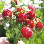 Potentilla indica Fruto