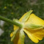 Ranunculus montanus Цвят