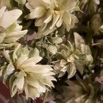 Paronychia capitata 花