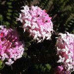 Pimelea rosea Çiçek