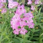 Penstemon cobaea Flower
