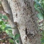 Ehretia amoena 树皮