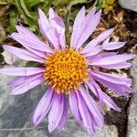 Aster alpinus Kwiat