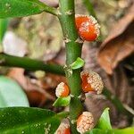 Procris pedunculata Φρούτο