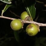 Diospyros salicifolia Плод