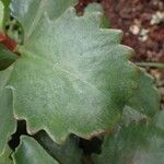 Kalanchoe longiflora Leaf