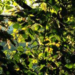 Tilia × europaea 果實