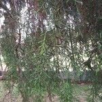 Cupressus lusitanica Φύλλο