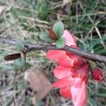 Chaenomeles japonica Λουλούδι