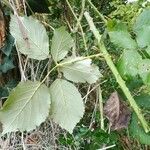 Rubus winteri Blad