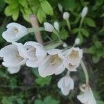 Allium neapolitanum Kvet